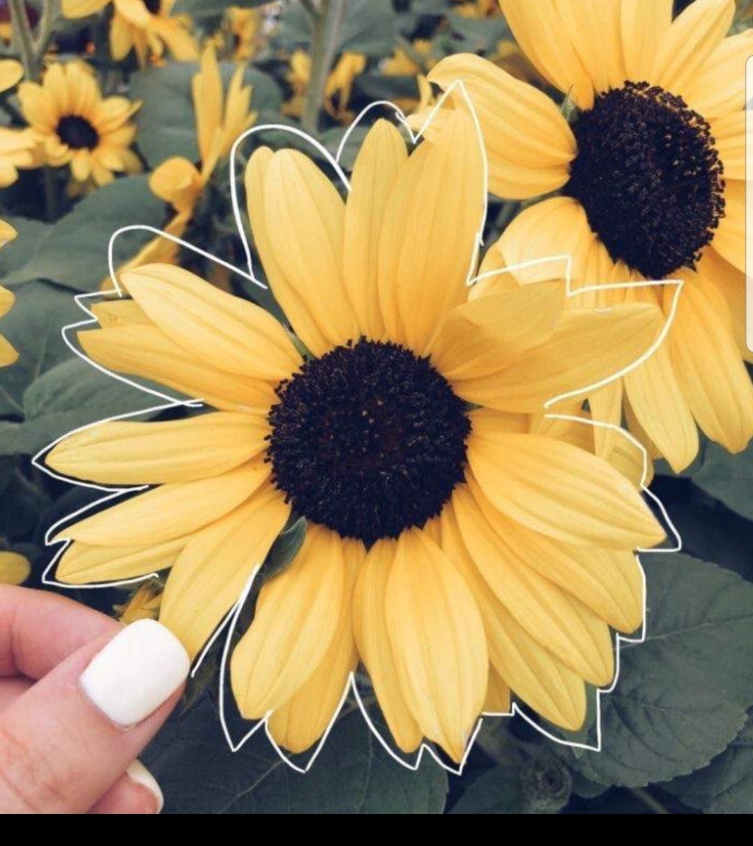 Aesthetic Pic Of Sunflowers Wallpaper