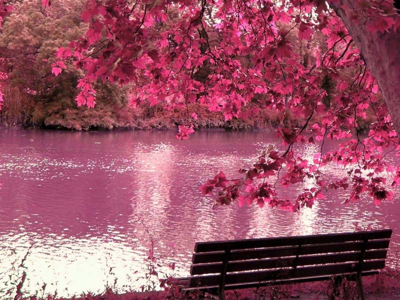 cherry blossoms in garden