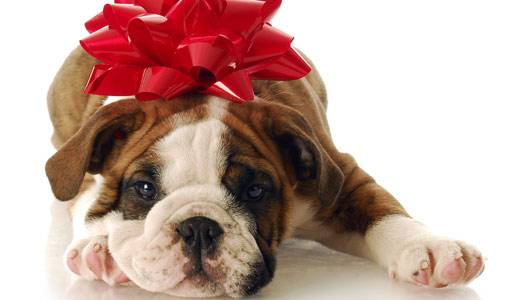Christmas Bulldog Puppies Image Pictures Becuo