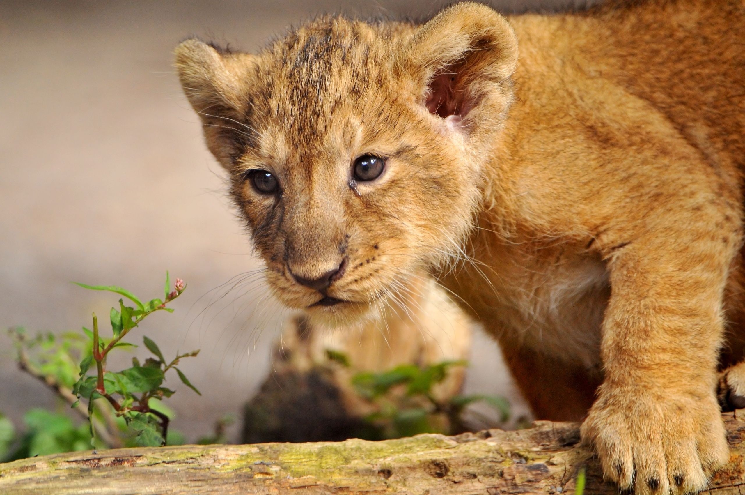 Wallpaper Lion Cub Paw Muzzle Wild Desktop