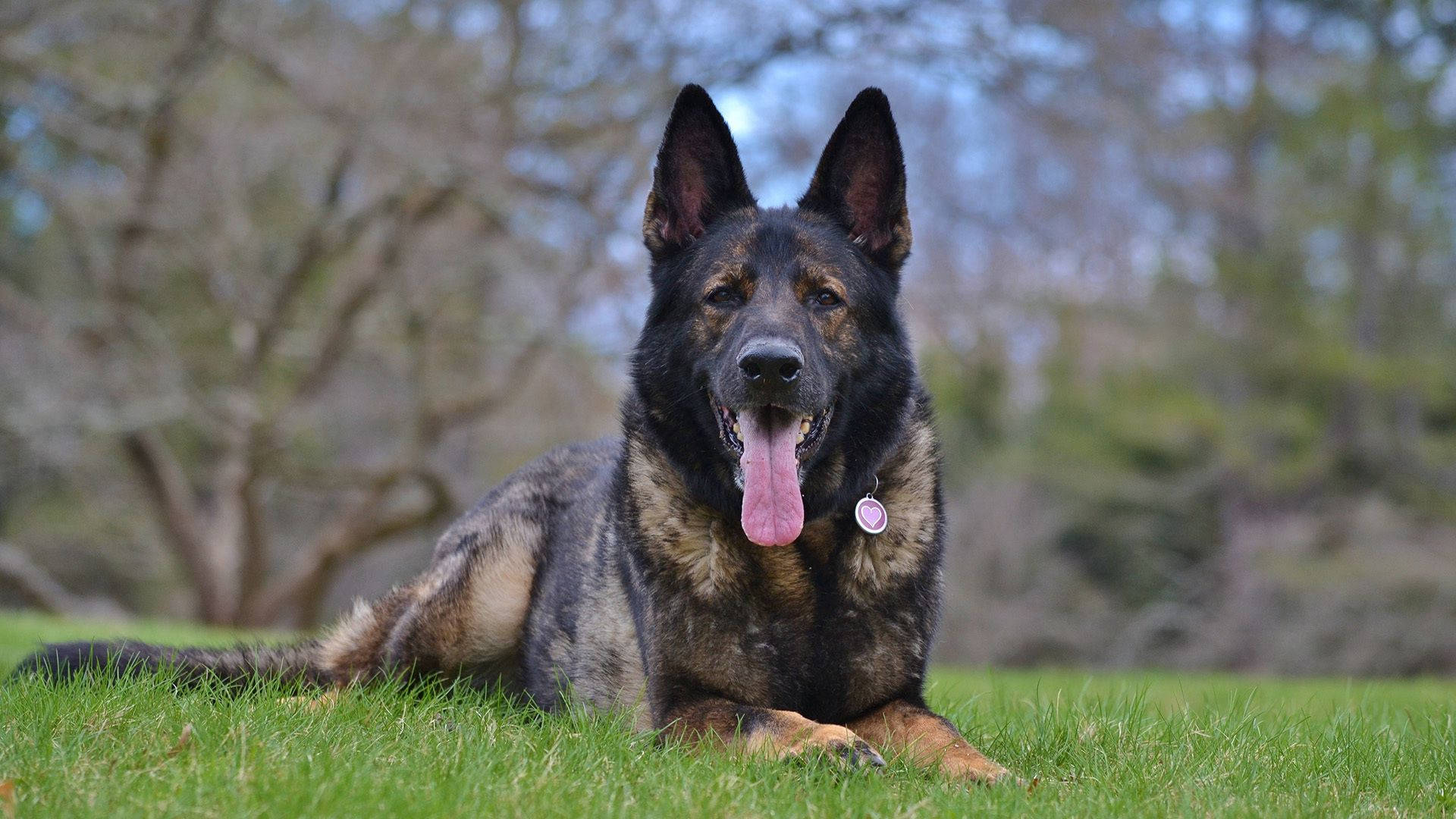 German Shepherd Wallpaper