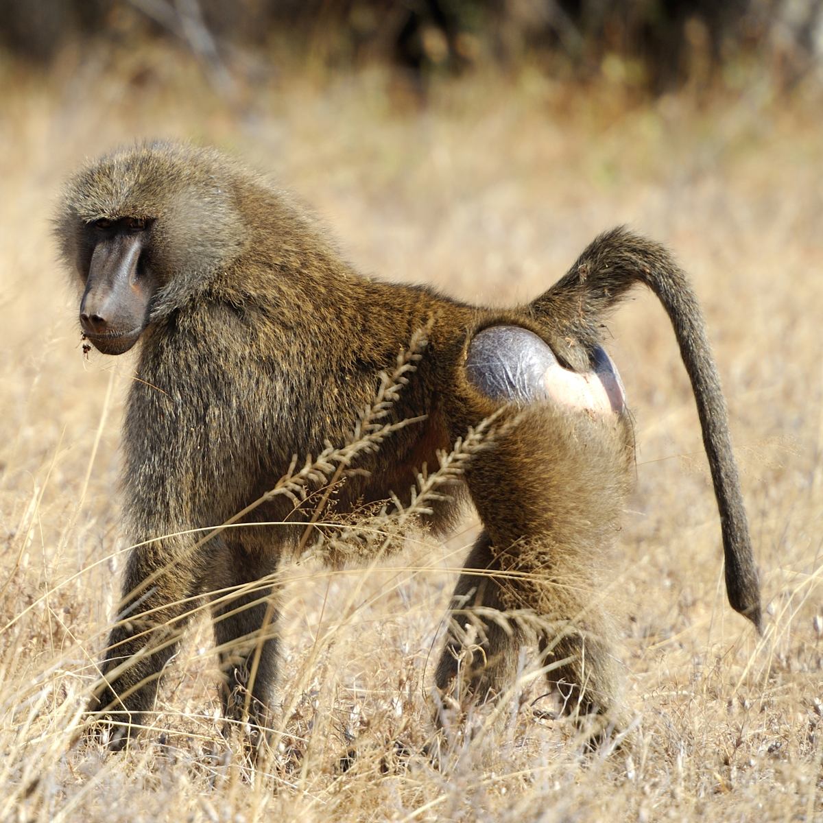 Olive Baboon in African Savanna: A Captivating Wildlife Portrait