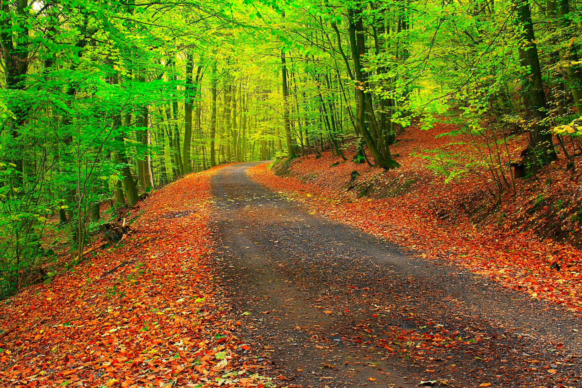 HD Fall X Zn5jeewvn2adknfu Wallpaper