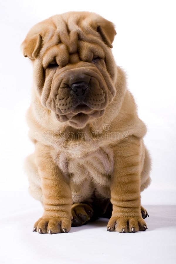 Sharpei Funny Puppy Isolated On White Background