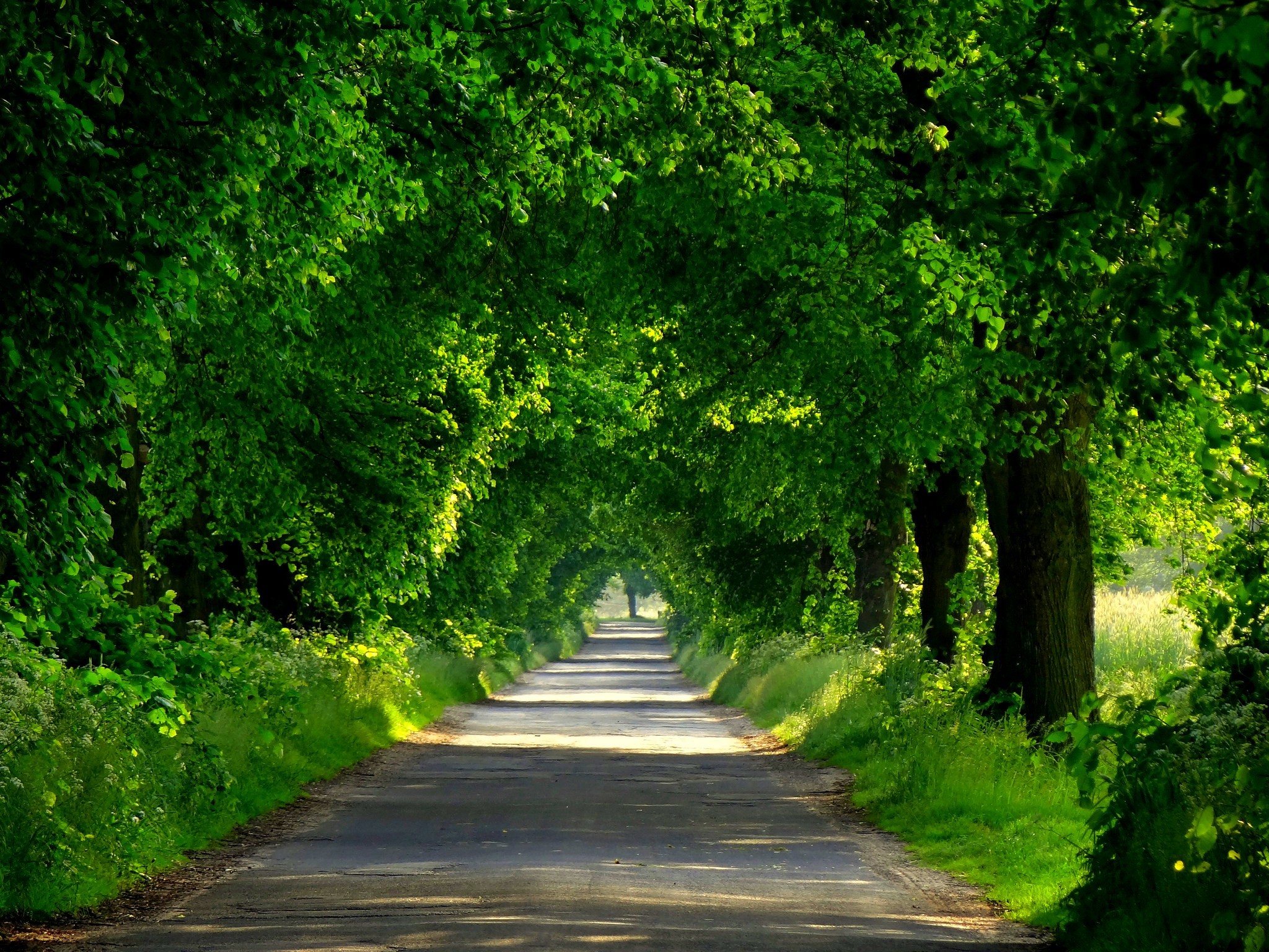 Forest Road Spring Walk Park Path Nature Trees Wallpaper