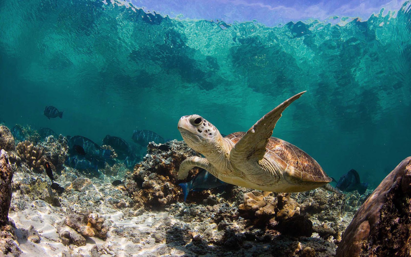 HD Animal Wallpaper With A Turtle Swimming Underwater