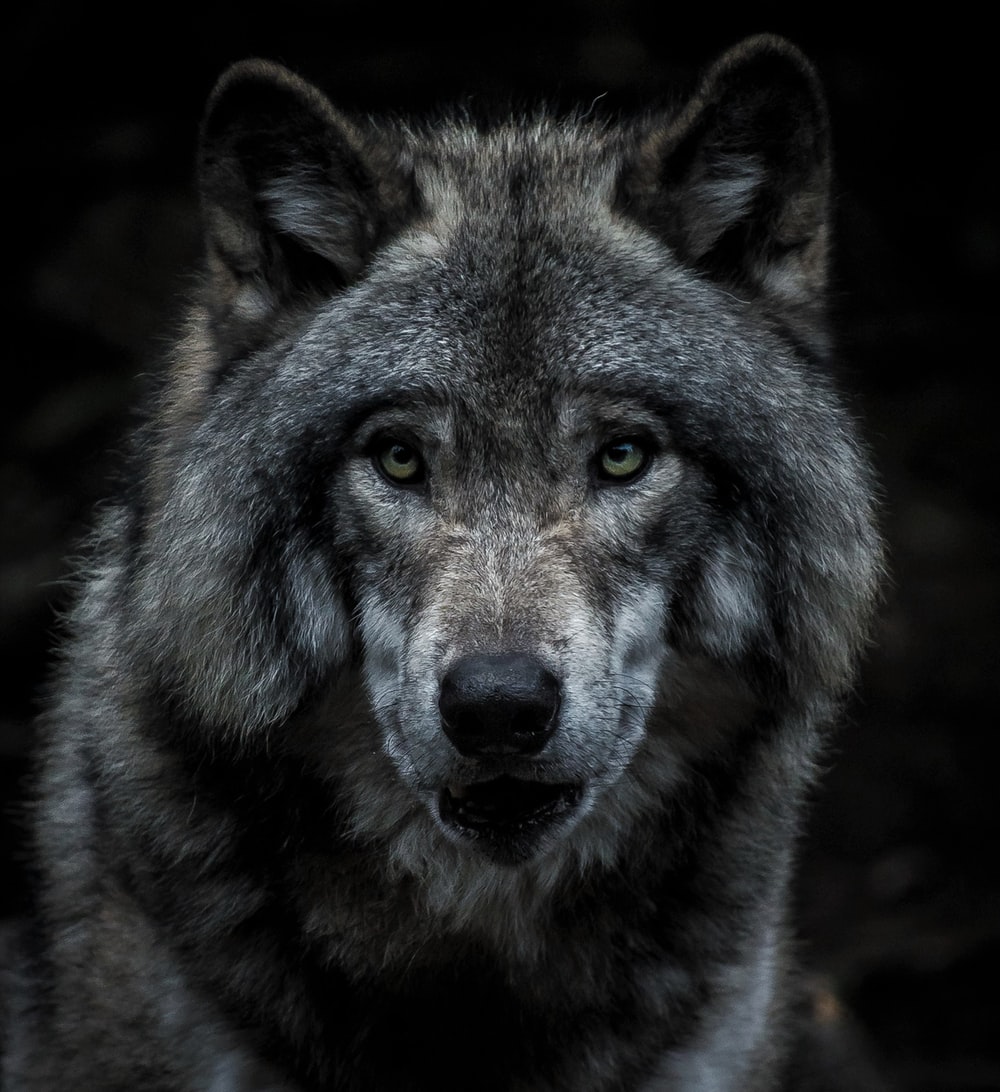 Timber Wolf Pictures Image