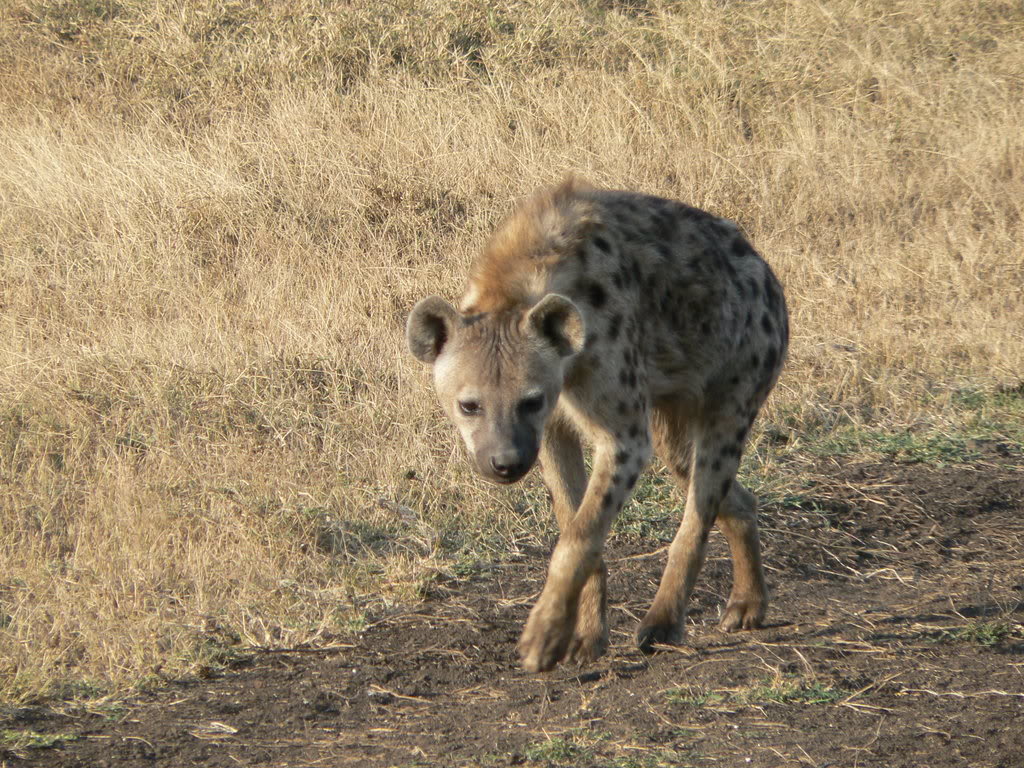 HD Wallpaper Hyena Pictures