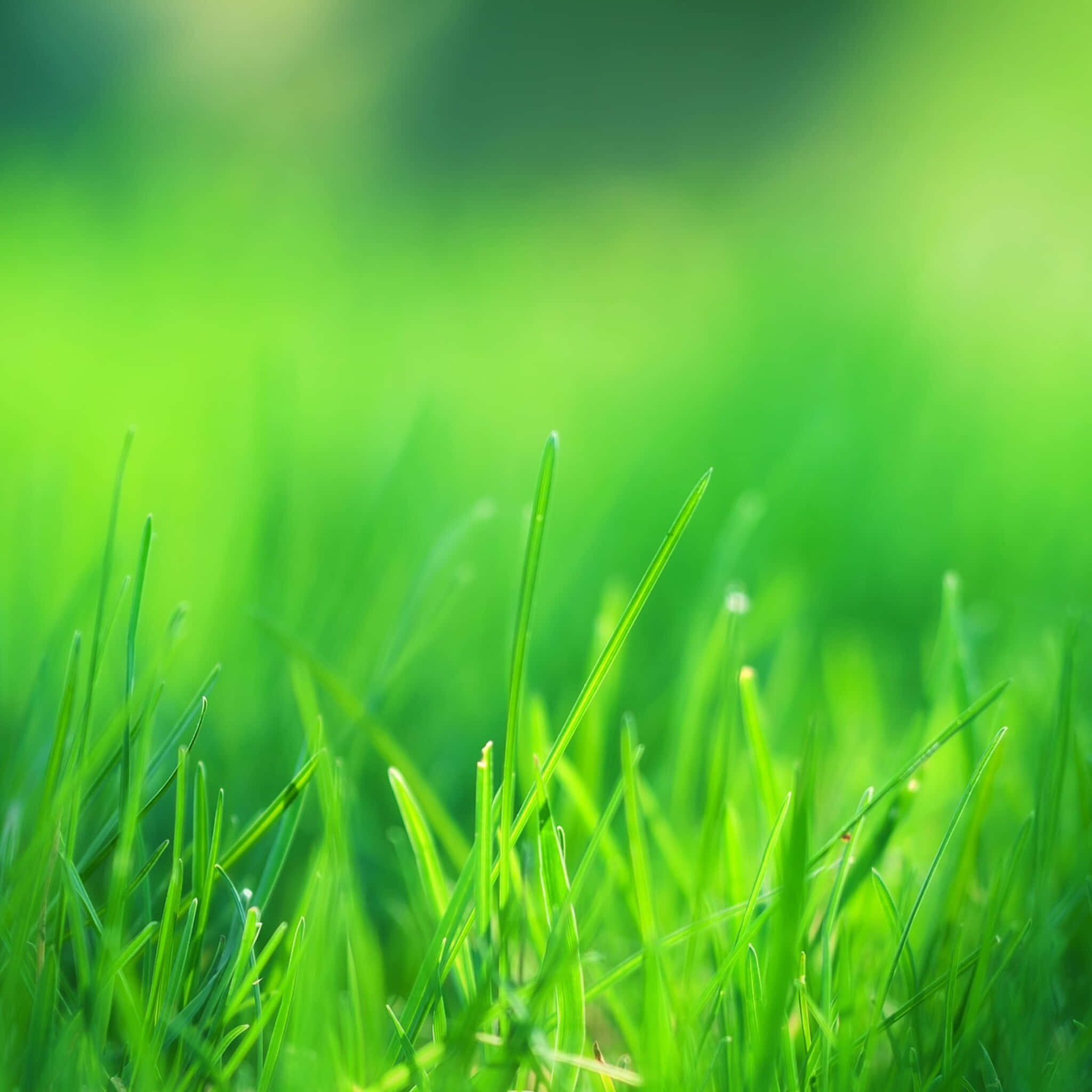 Vibrant Green Grass Blades Close-Up Background