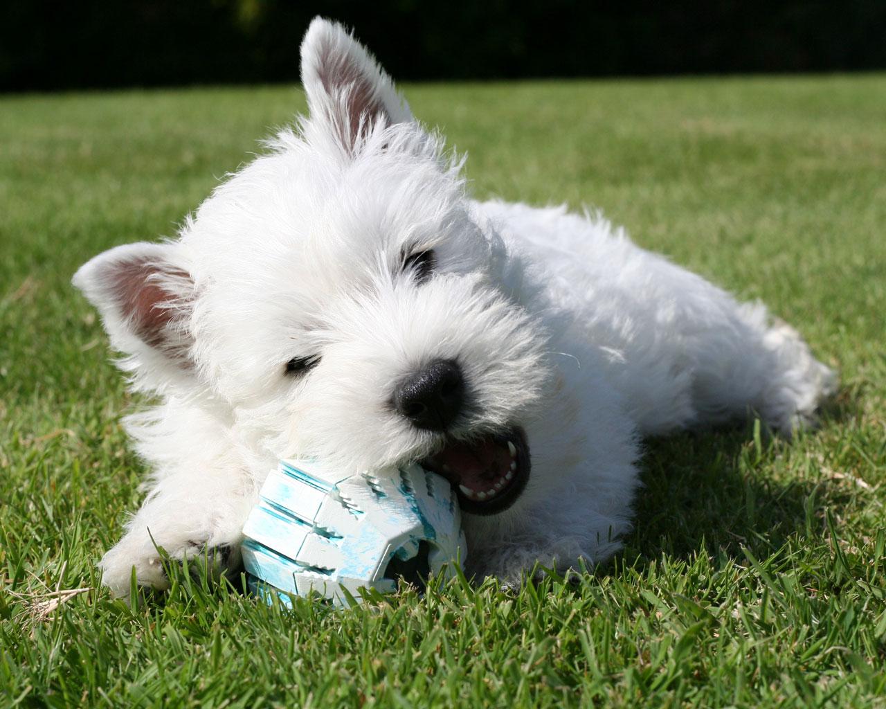 West Highland White Terrier With Ball Photo And Wallpaper Beautiful