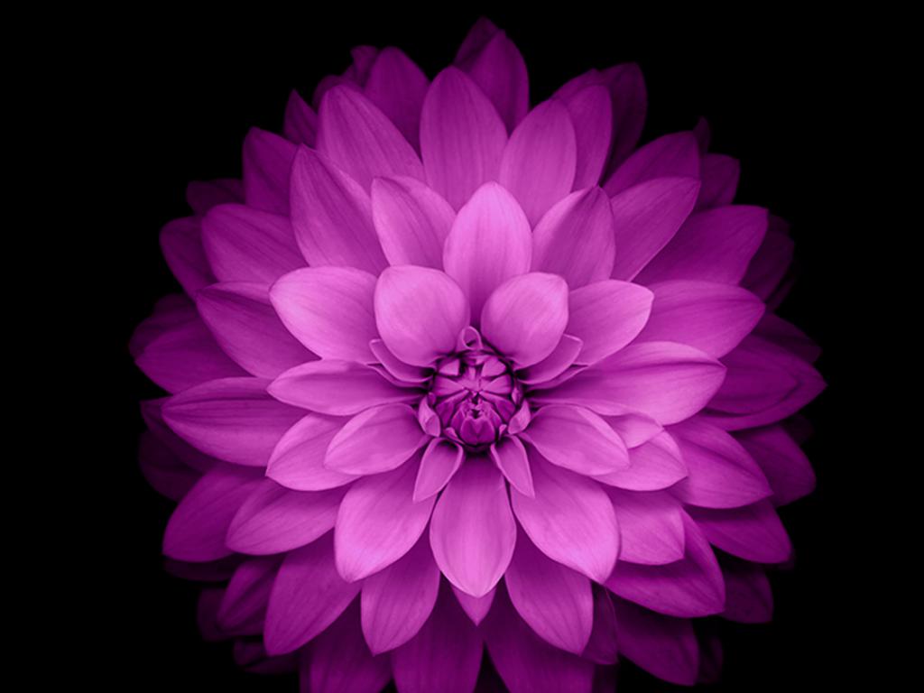  Plus Wallpaper Official   Purple Lotus Flower HD Wallpapers for Free