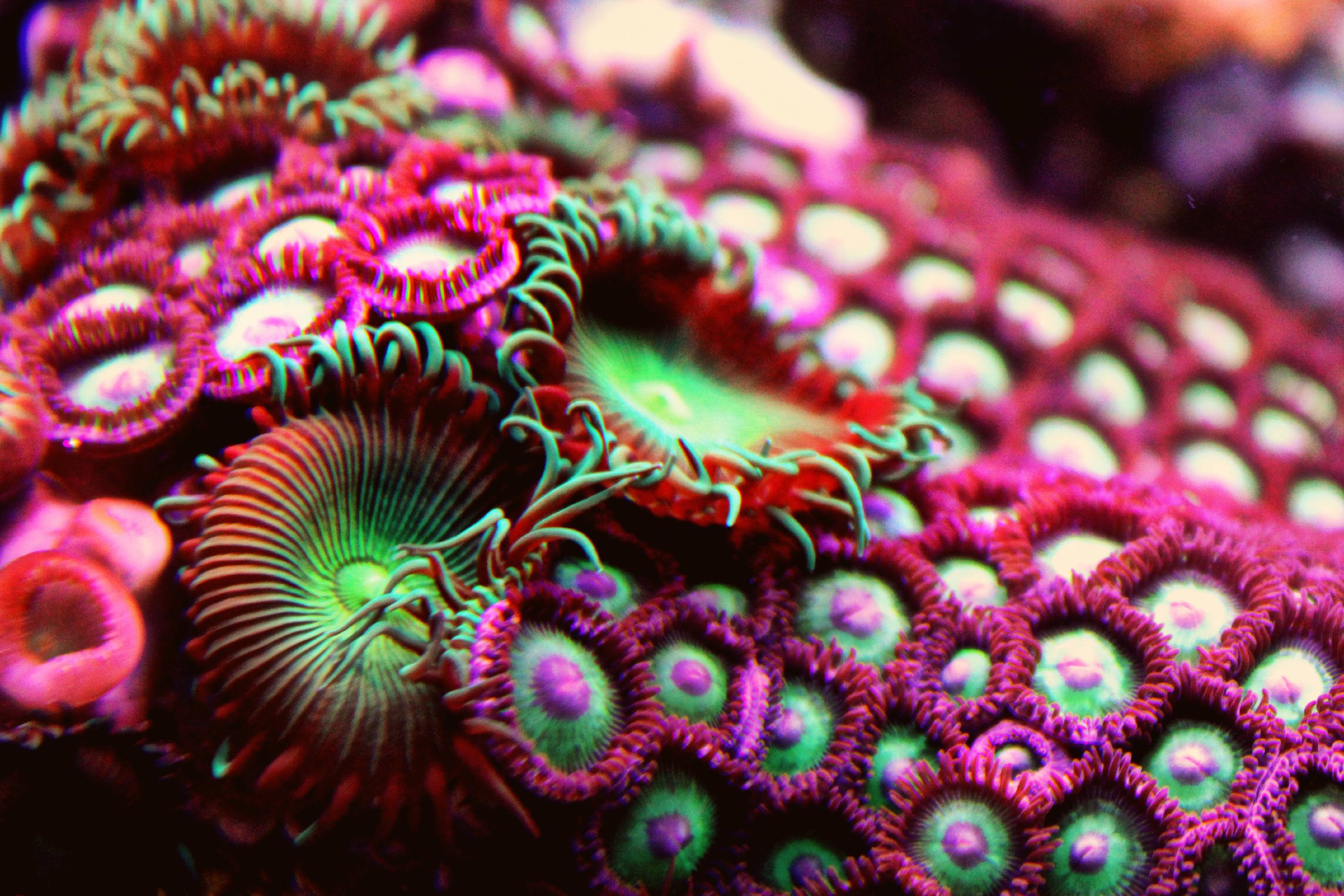 Purple Beauty This coral is a beautiful coral and green