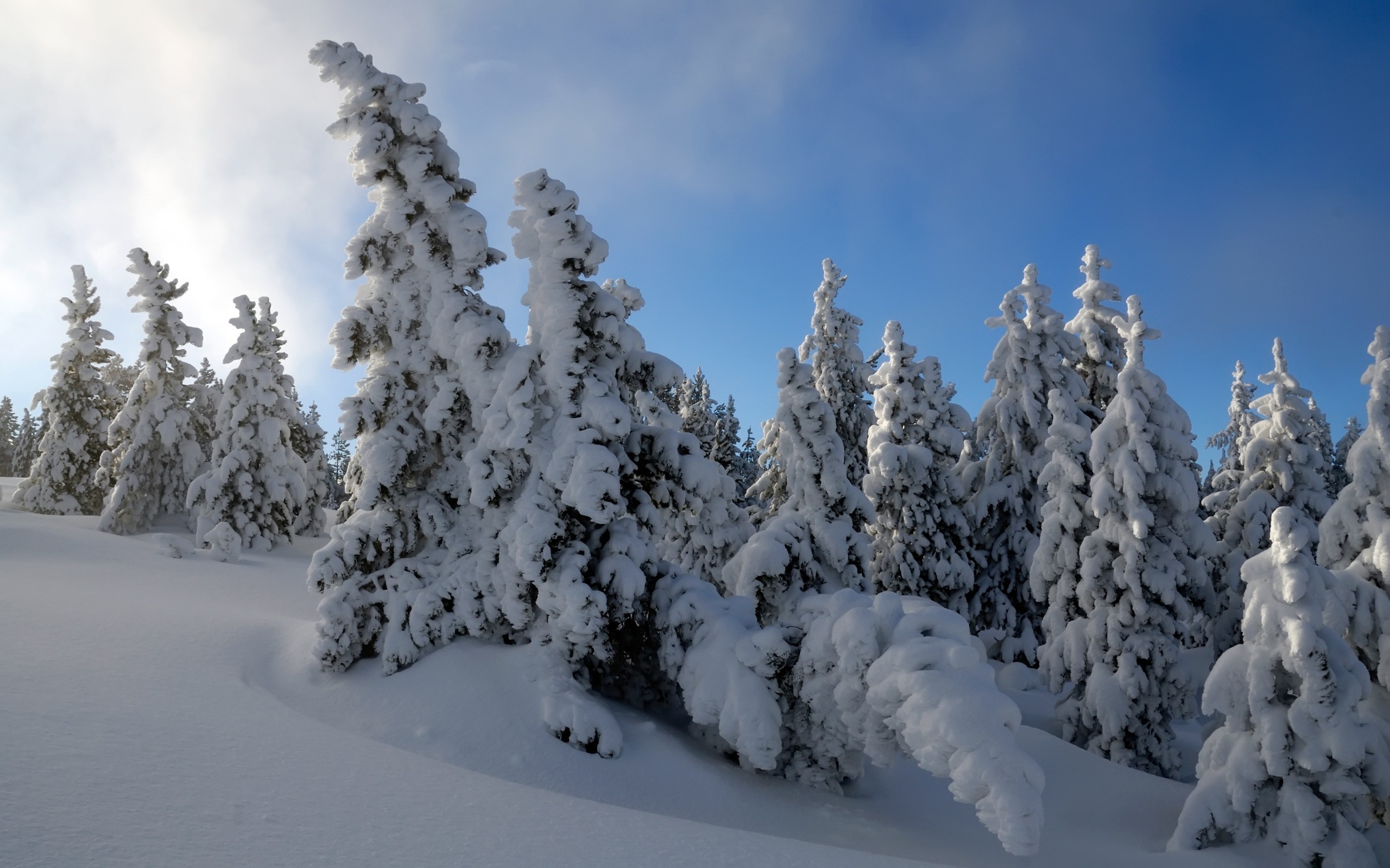 Url Desktop Wallpaper4 Me Snow Covered Trees