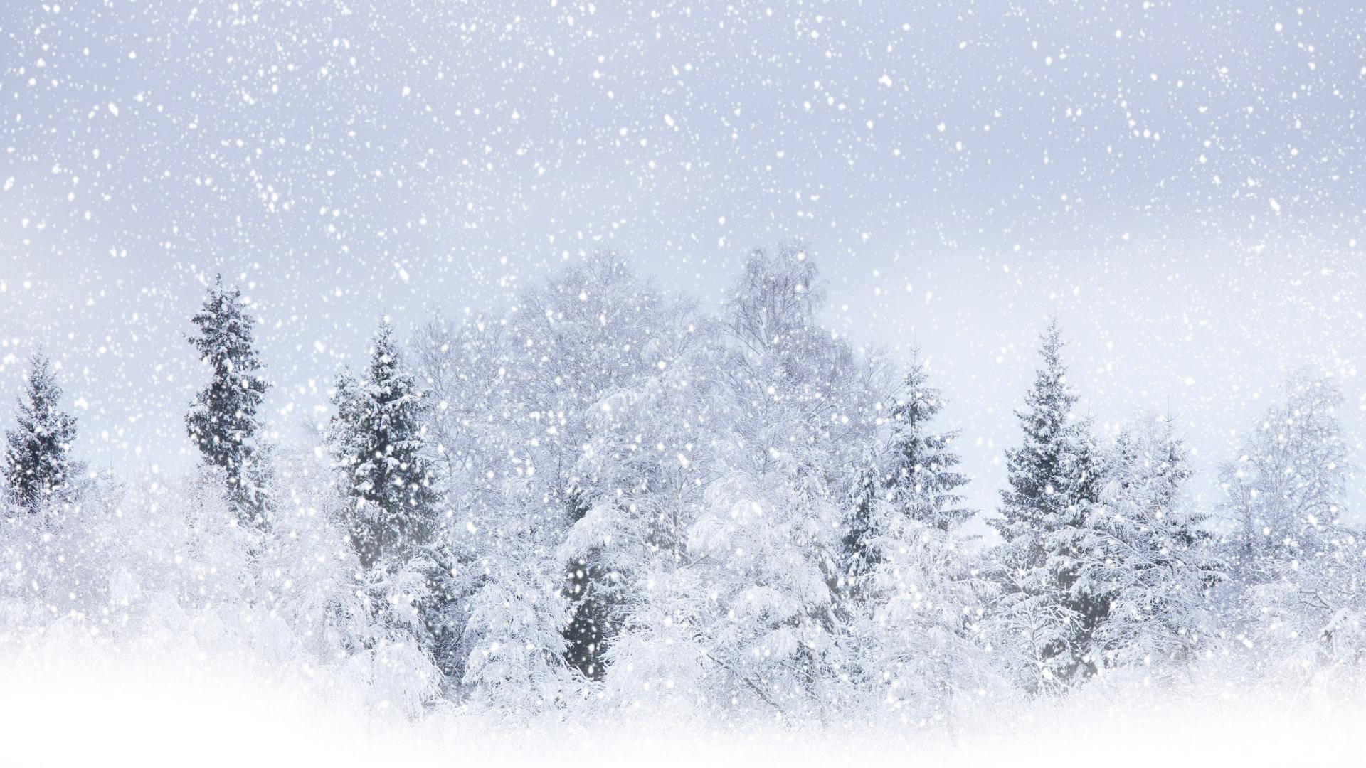 Pure White Wallpaper