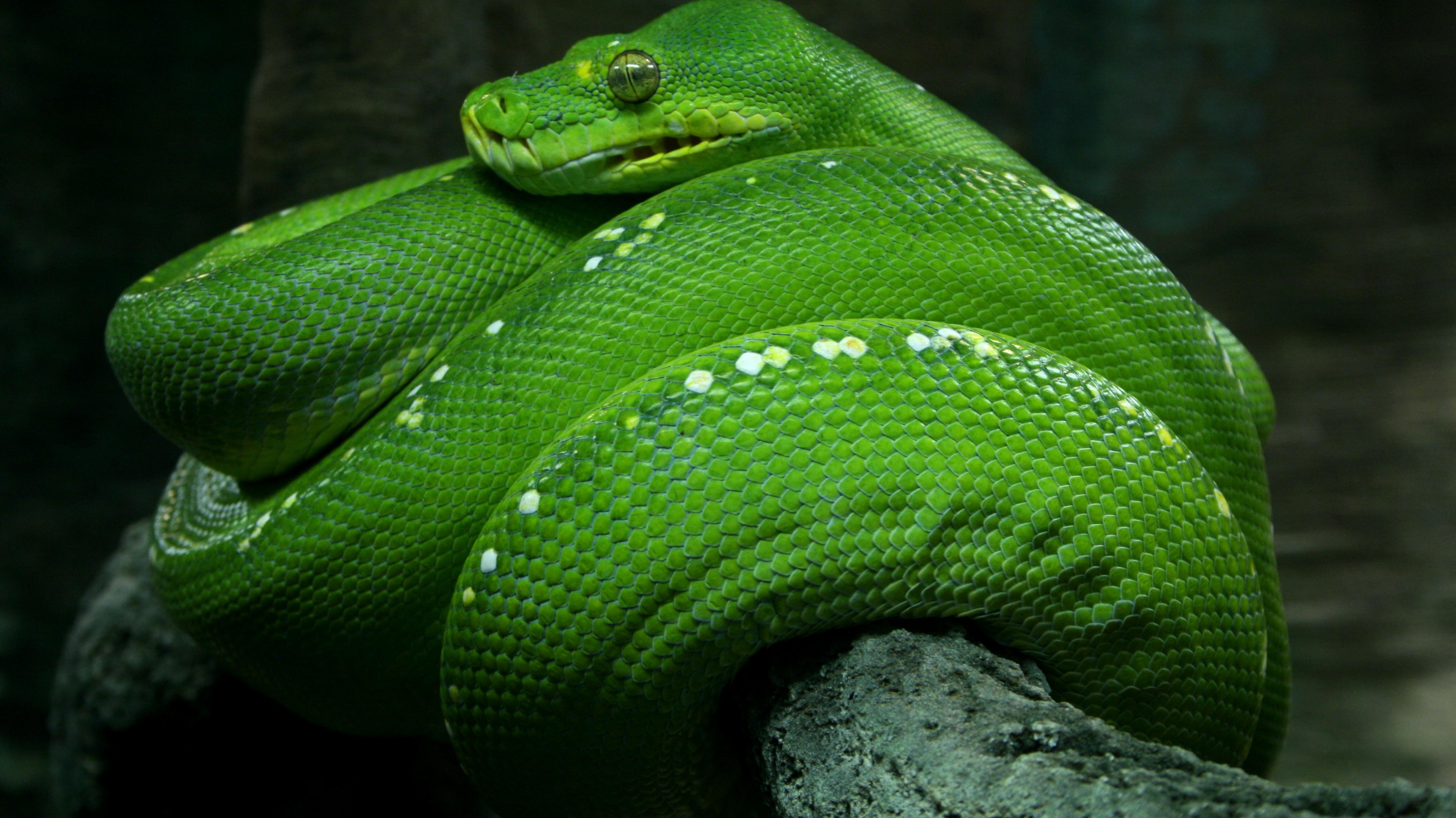 Wallpaper Python Singapore 4k HD Zoo Emerald Green