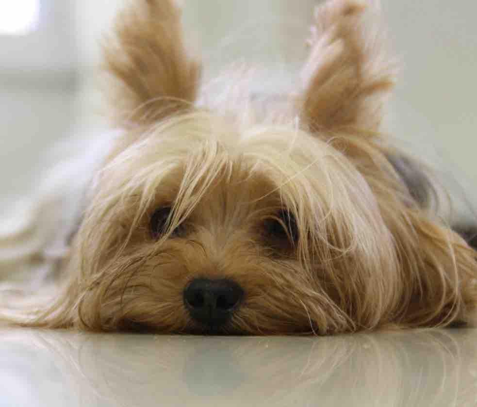 Yorkie Dog Wallpaper Android Apps On Google Play