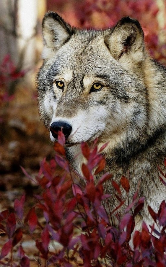 Wolf Live Wallpaper Is A Brand New App For Your Mobile The