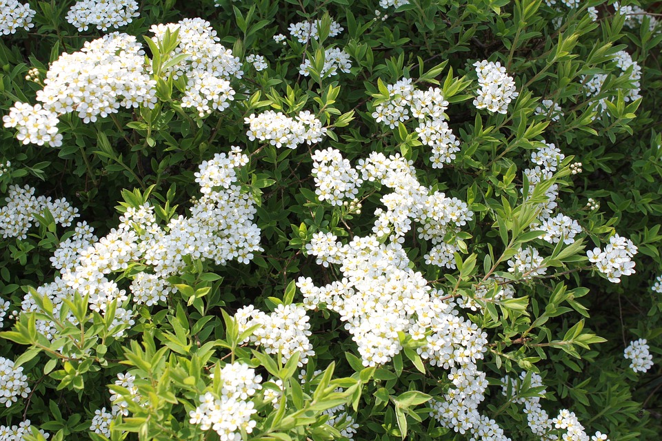 Flowers Bush Shrub Photo On