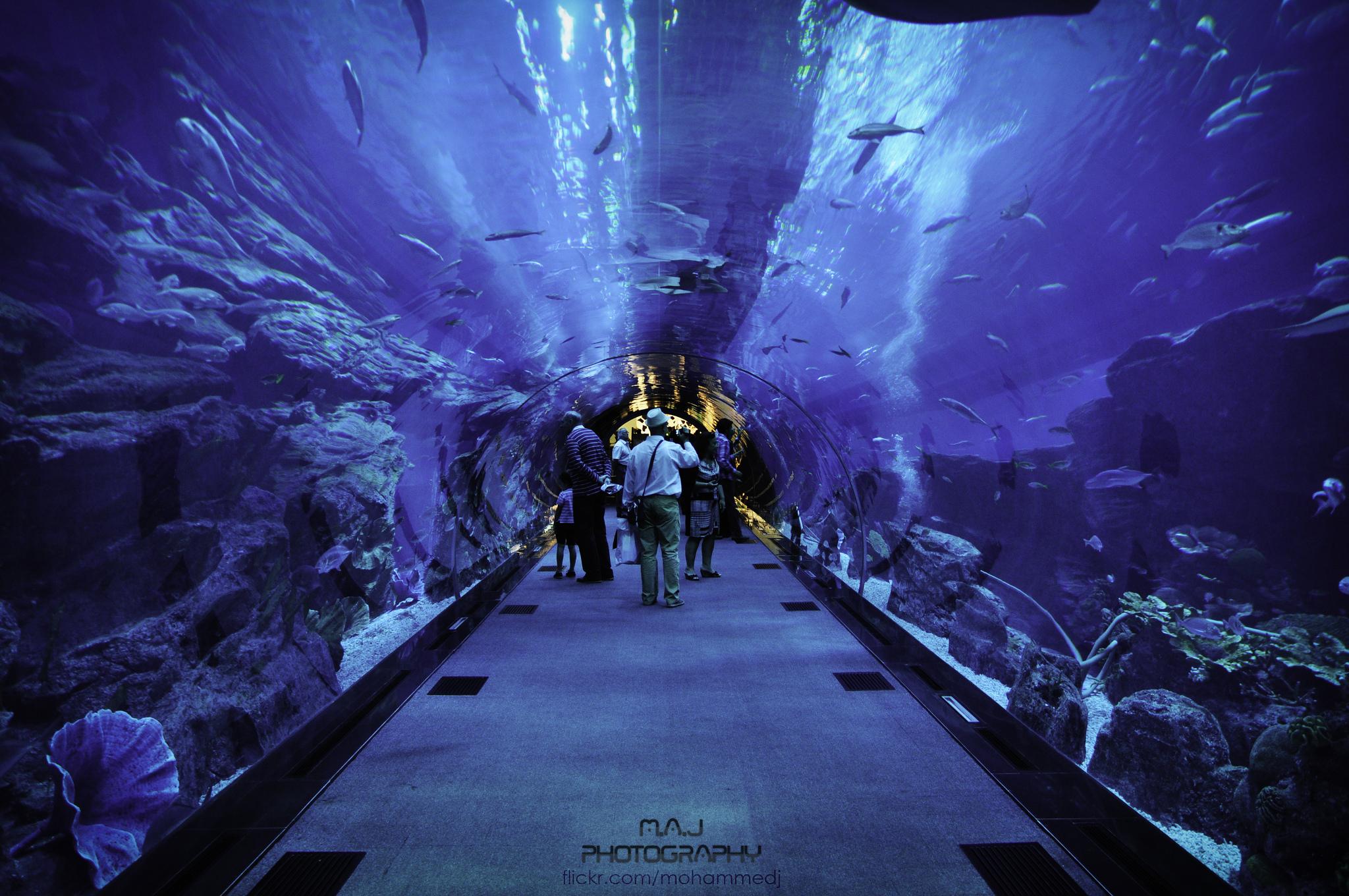 Dubai Aquarium HD Sfondo