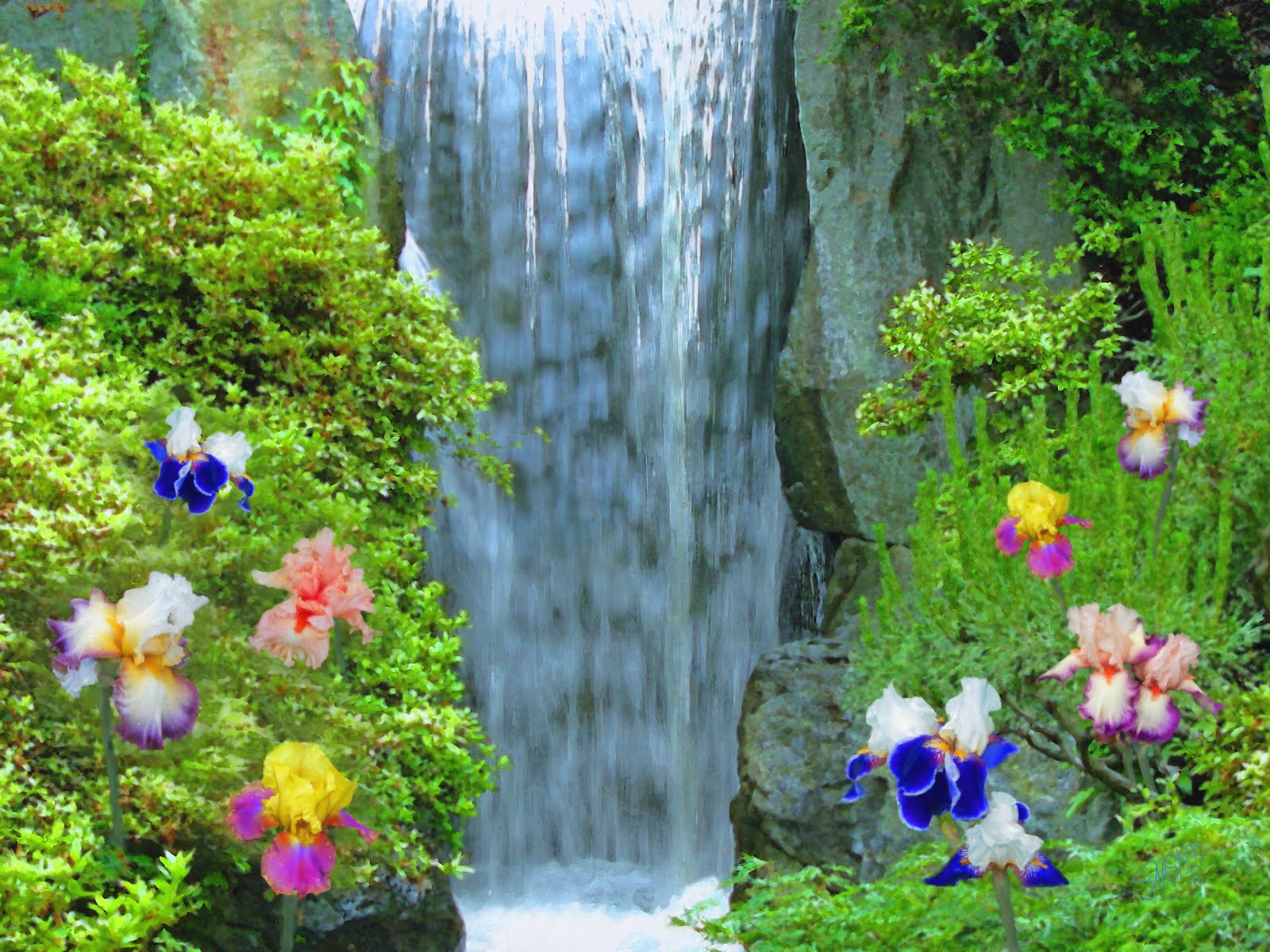 Iris Flower Beside The Waterfall Wallpaper Me
