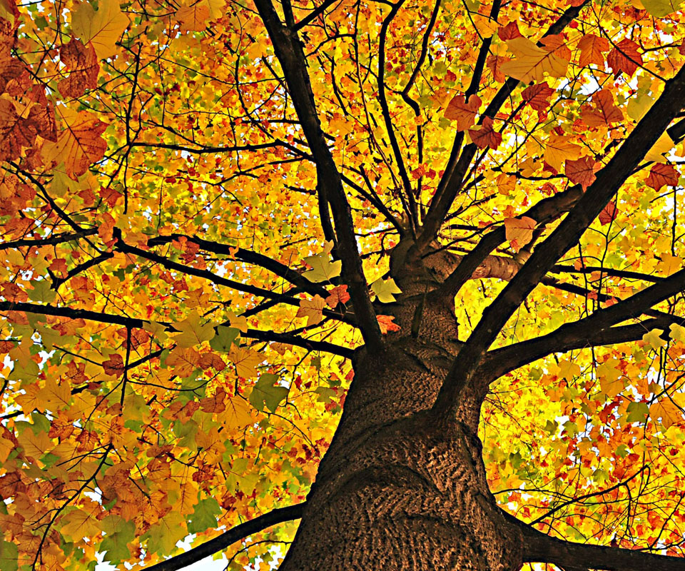 Awesome Yellow Tree Wallpaper High Definition For