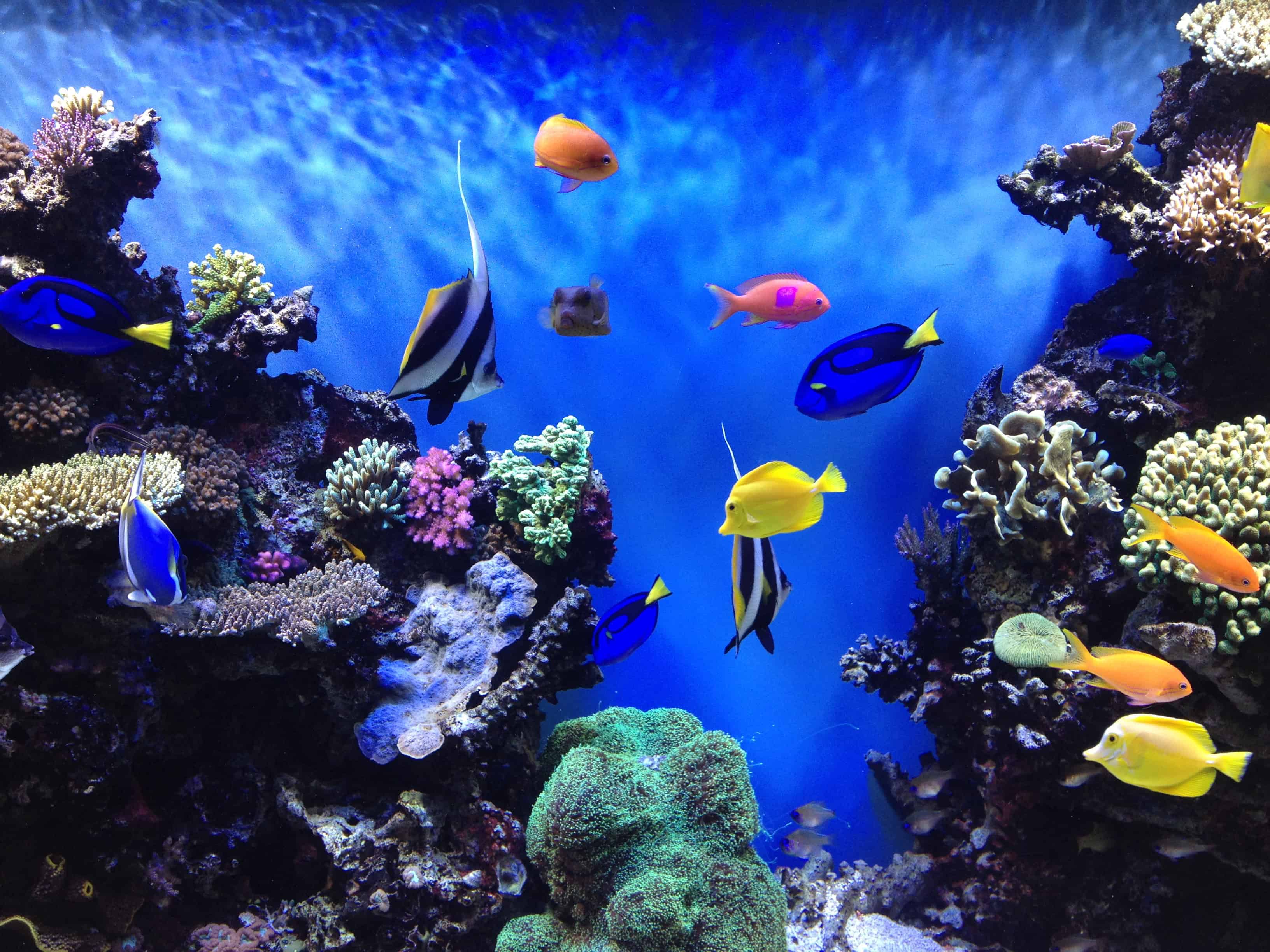 Printable Fish Tank Background Wallpaper