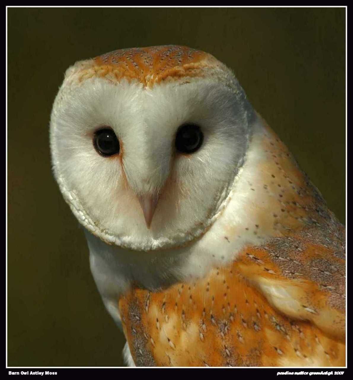 Wallpaper Desktop Barn Owl Owls