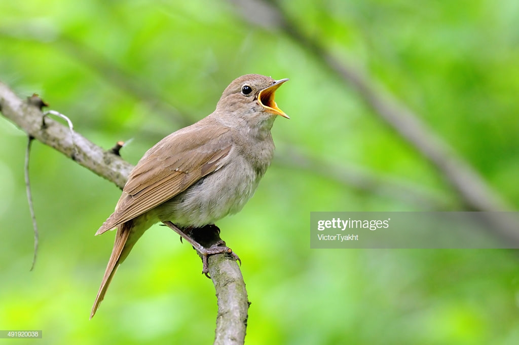 Singing Nightingale Against Green Background Stock Photo Getty