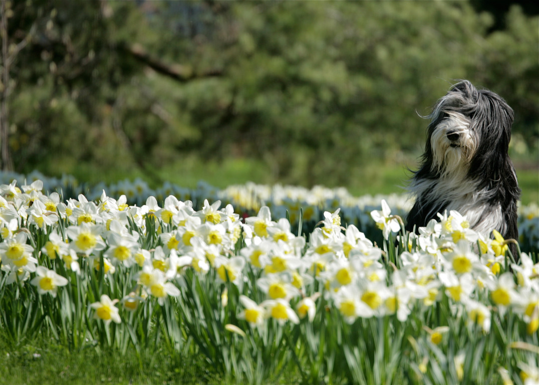 Spring dog