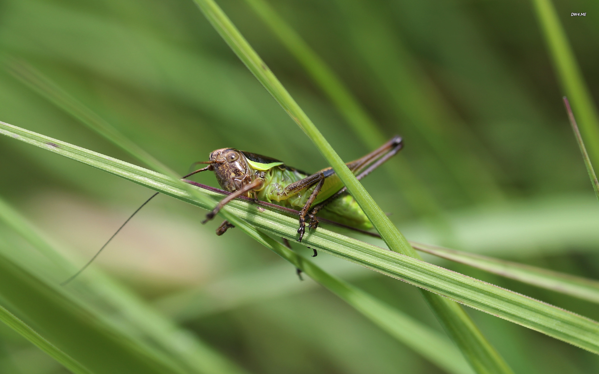 Grasshopper Wallpaper Animal