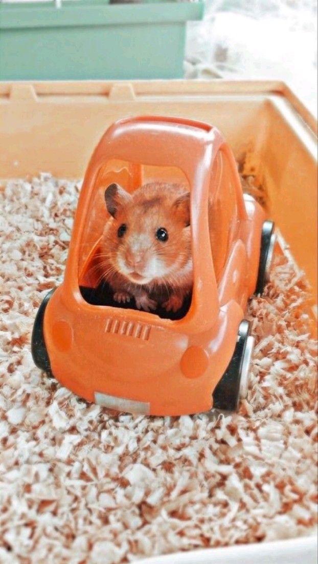 so cute Cute wild animals Cute hamsters Cute baby animals