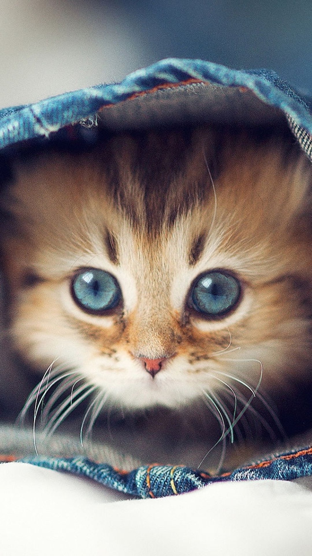 Cute Animals iPhone Wallpaper You Would Love To