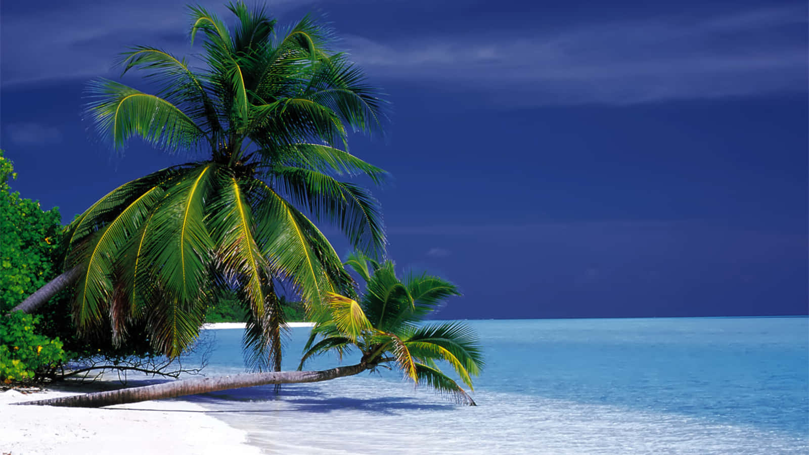 Palm Tree Desktop Wallpaper
