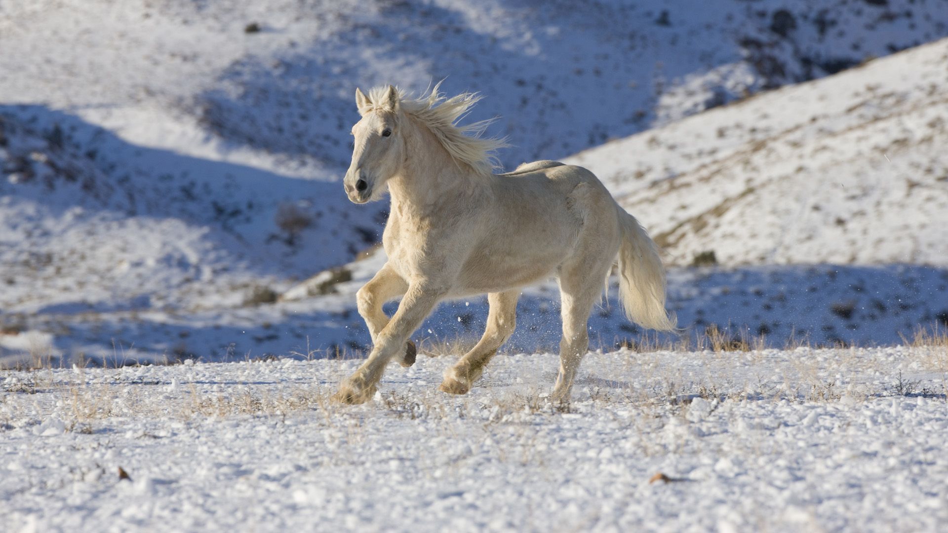 White Horse Running In The Snow Animal HD Wallpaper