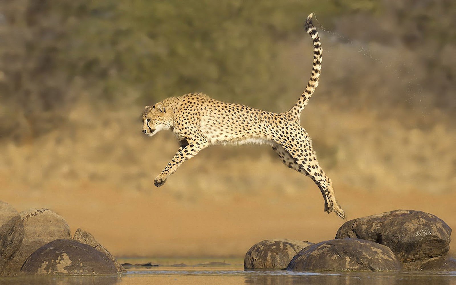 Cheetah Running Wallpapers Desktop cheetahs running wallpaper dromgdc