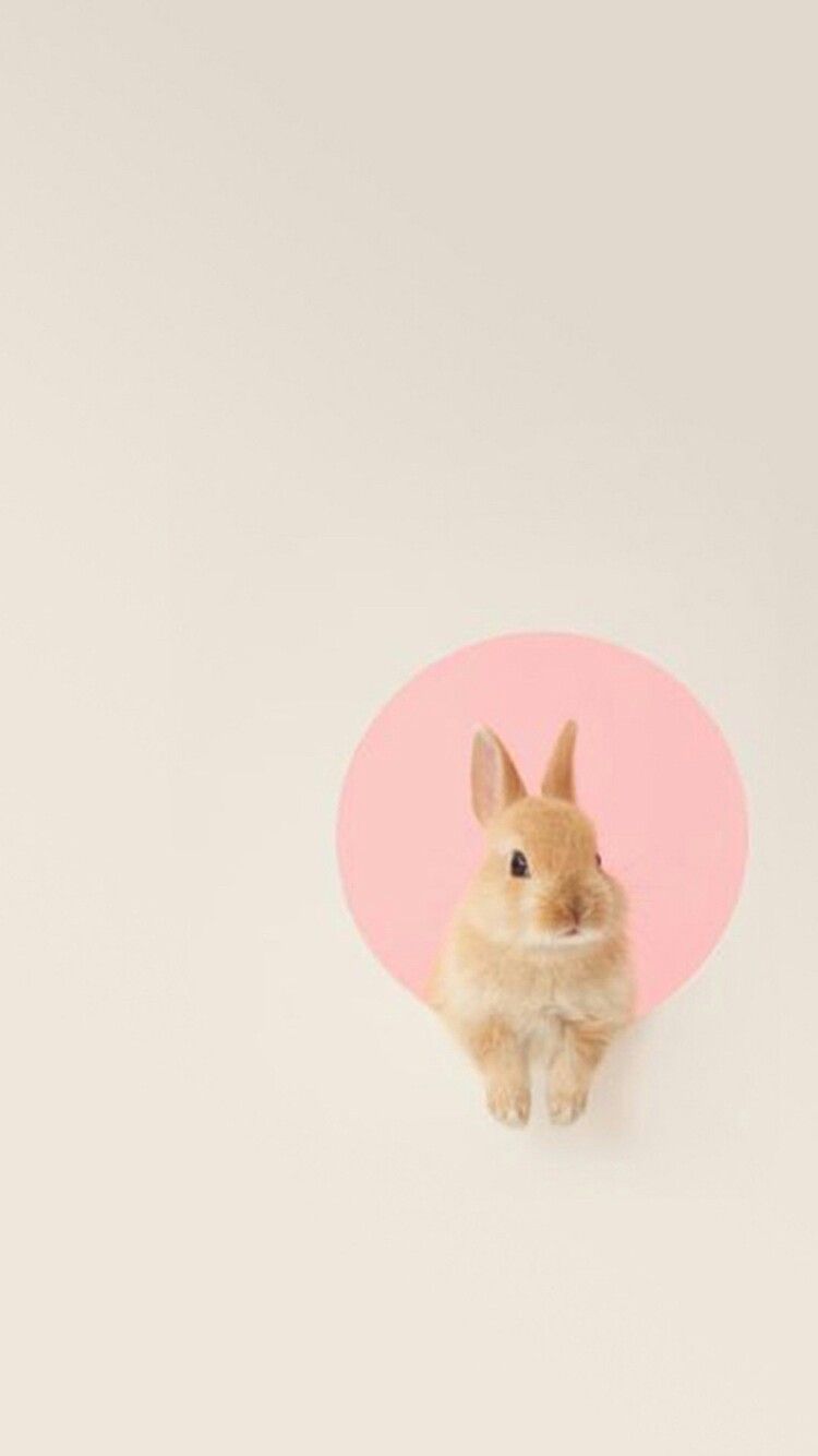 Abigail Santos On Wallpaper Bunny Rabbit