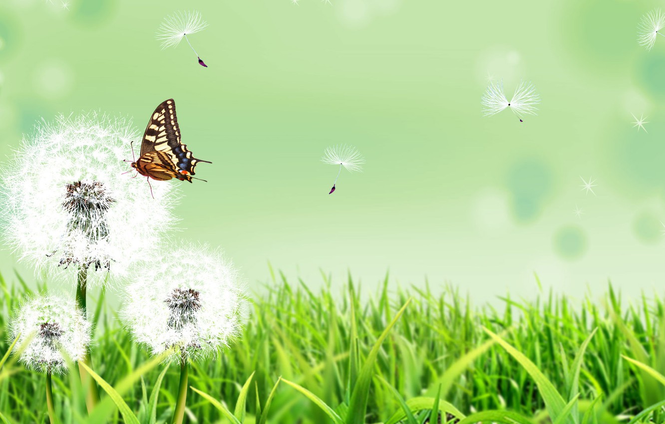 Wallpaper Summer Grass Flowers Nature Background Butterfly