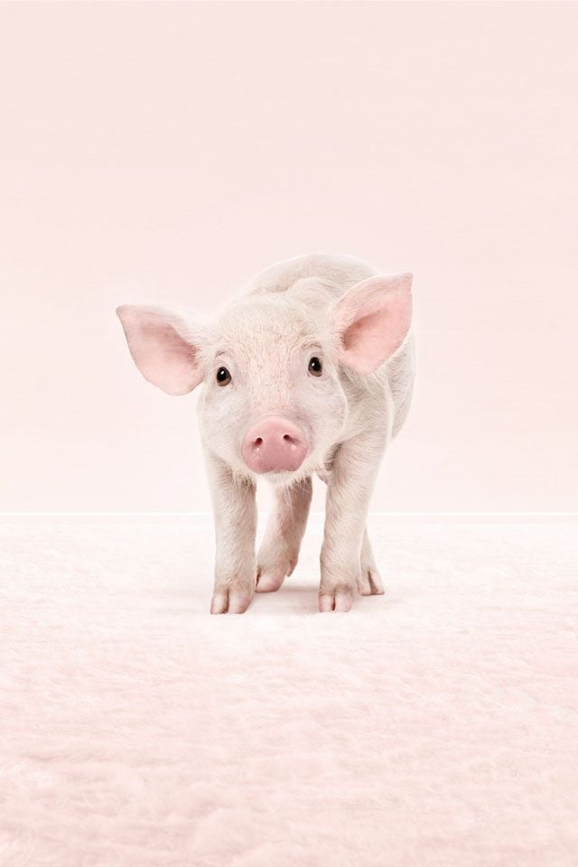 Baby Pig Animals Background