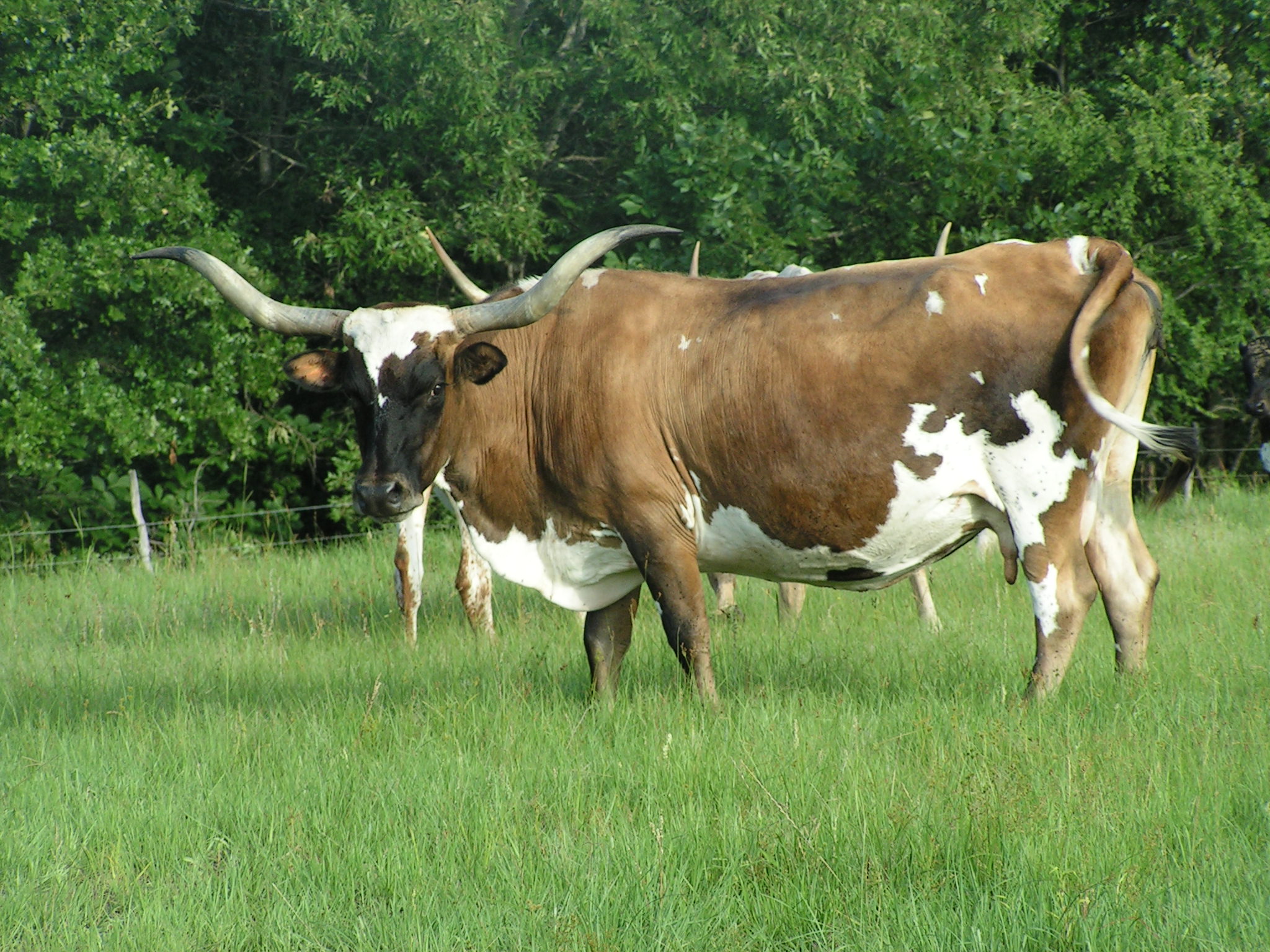 To Fit Wonderful Pictures Be A Of Longhorn Cattle