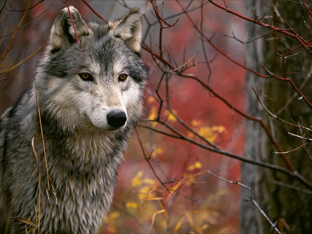 Desktop Wallpaper S Animals The Lookout Gray Wolf Jpg