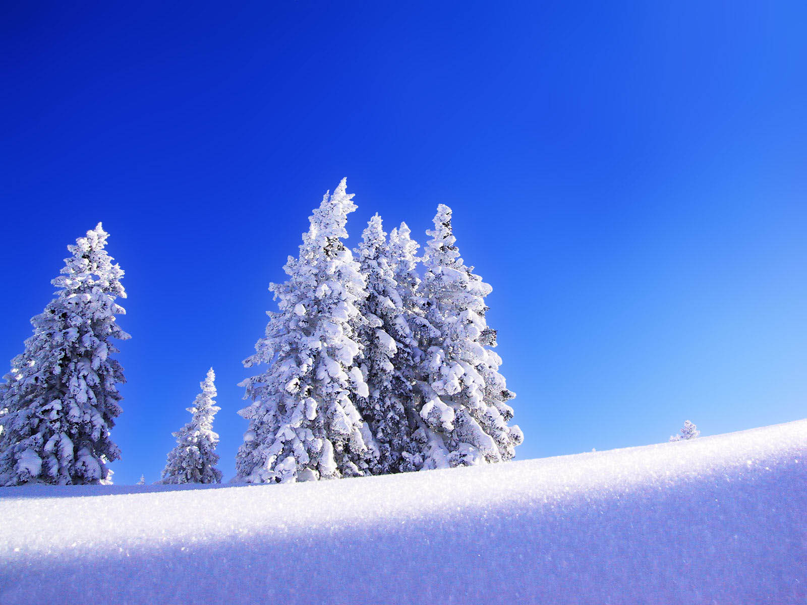 Snow-covered pine trees against a vibrant blue sky