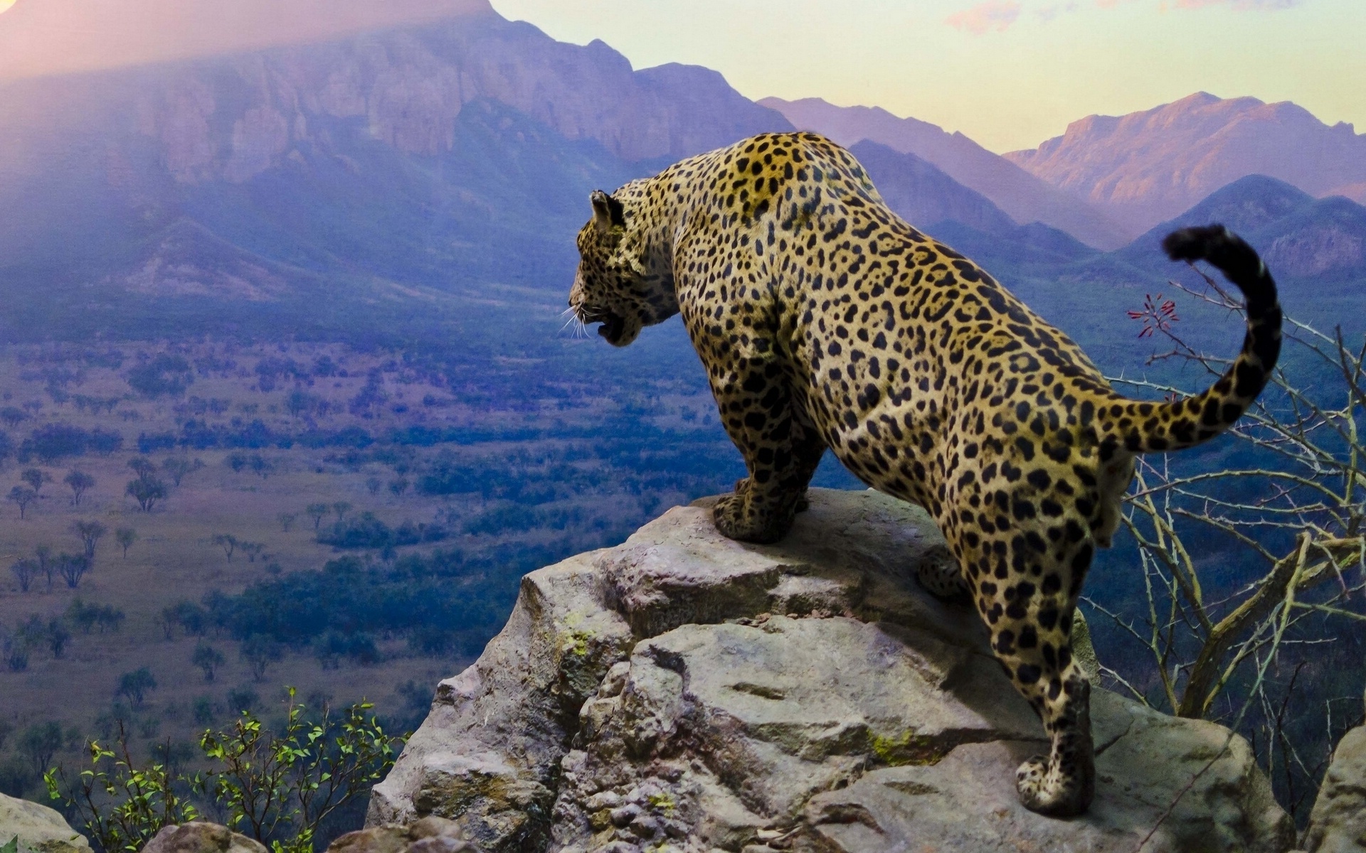 Jaguars Wallpaper