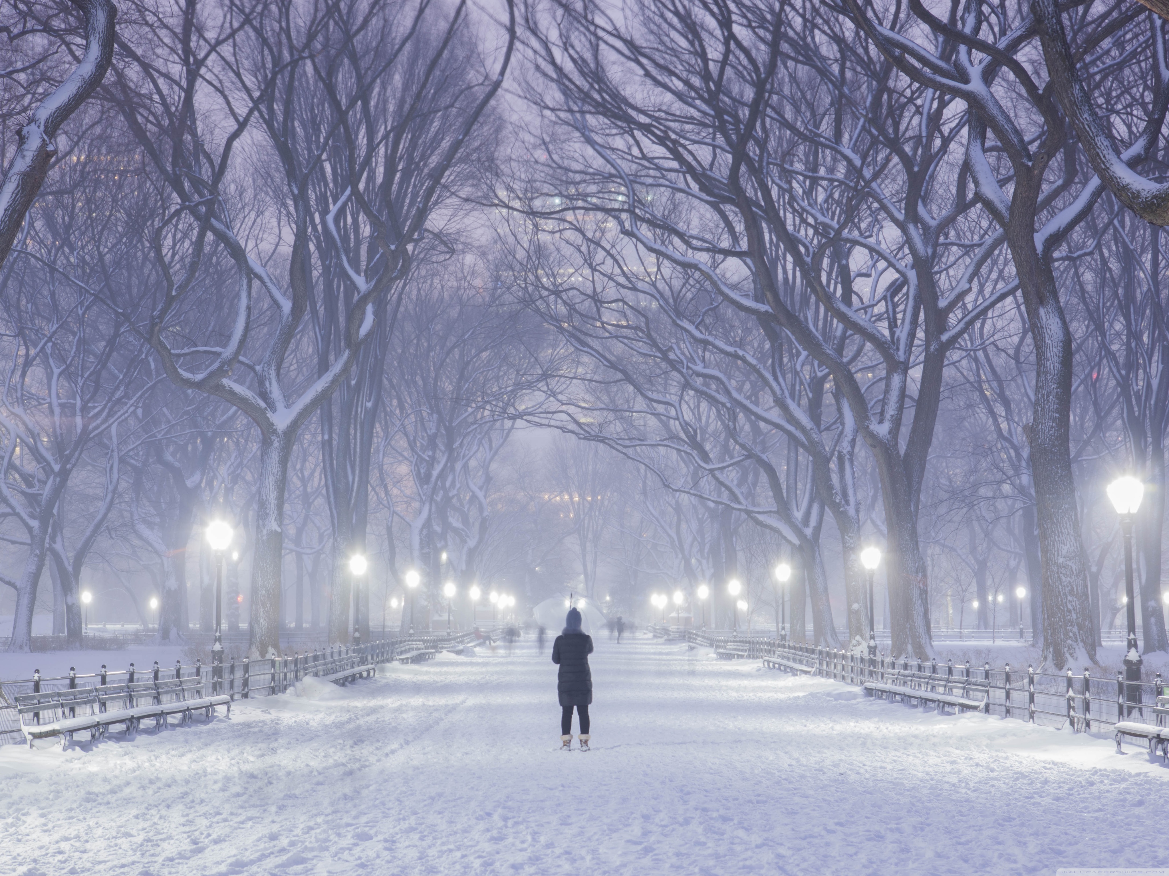 Central Park New York City Winter Background 4k HD Desktop