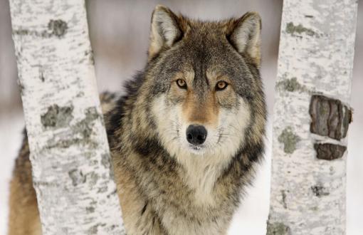 Timber Wolf Full HD Wallpaper Search