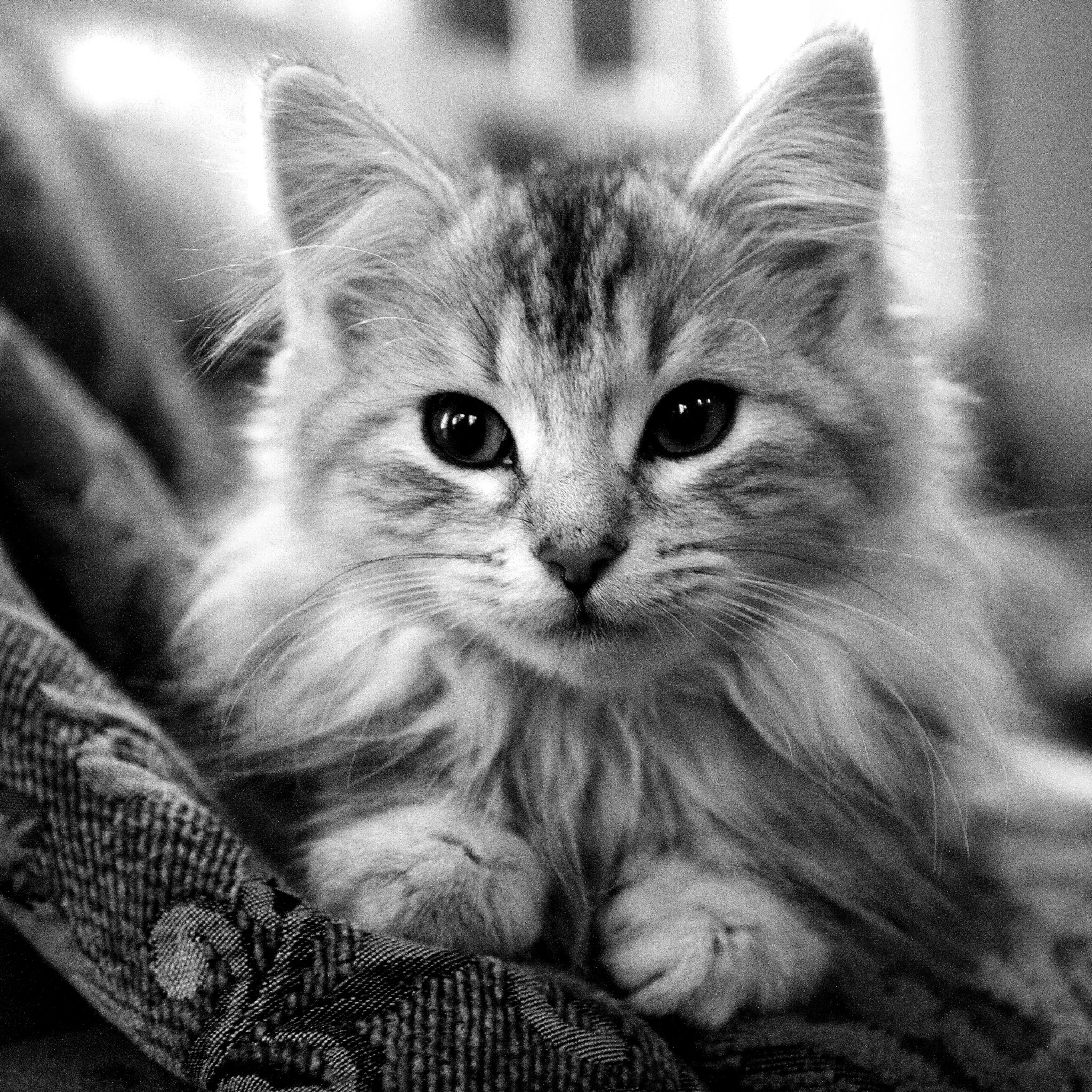 An adorable fluffy kitten rests its paws on a patterned surface, gazing directly at the camera with wide, innocent eyes. The black and white image accentuates the kitten's soft fur and captivating stare