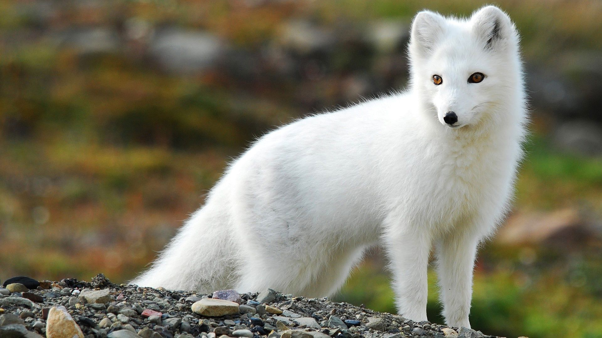 Arctic Fox Wallpaper Image Photos Pictures Background