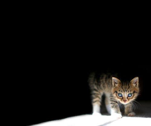 Kitten In The Dark Wallpaper For Samsung Epic