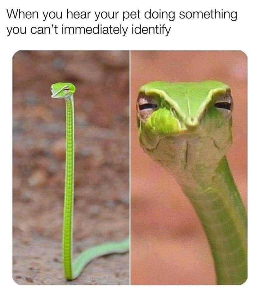 Funny Meme Snake Face Pictures Wallpaper