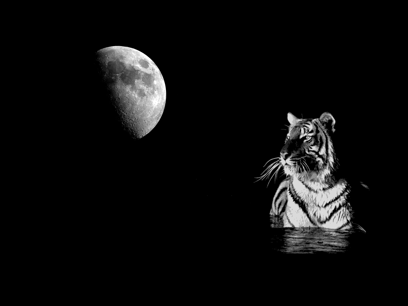 White Tiger Wallpaper HD In Animals Imageci