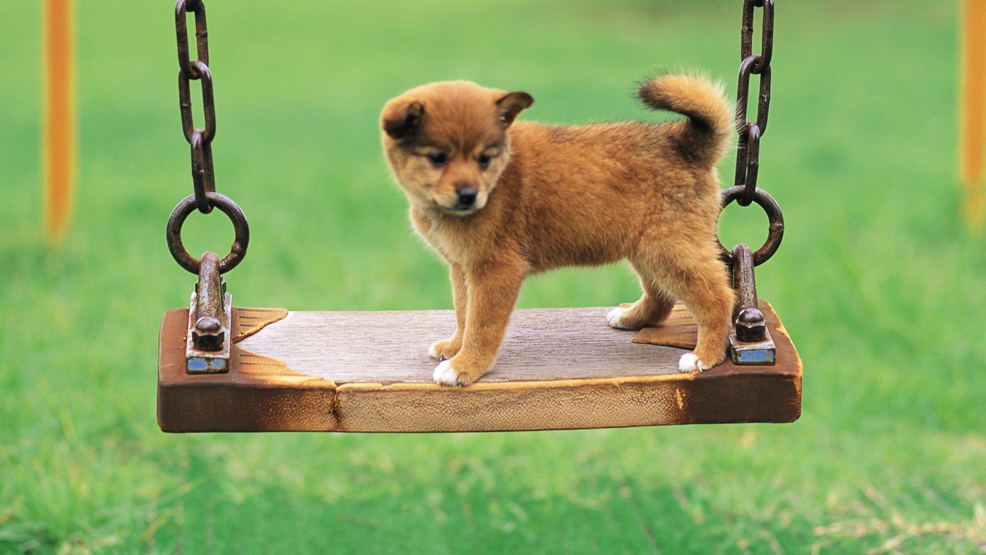 A Shiba Inu puppy stands adorably on a wooden swing set in a green field